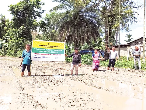 Sonitpur Agriculture Department Launches "Community Nurseries" to Aid Flood-Hit Farmers with Free Paddy Seedlings
