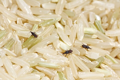 Assam: Rice weevil menace causes concern in Dibrugarh