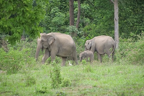 wild elephants