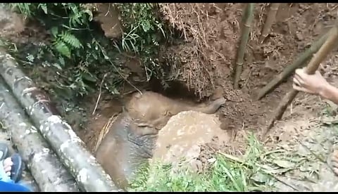 Wild Elephant Rescued from Well in West Karbi Anglong District by Villagers