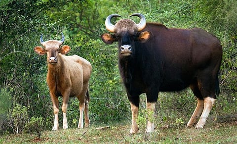 Multi-pronged initiative taken to increase Bison population in Tripura