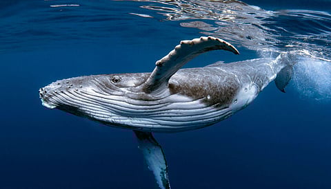 Pune school boy jumps off 14th floor to complete Blue Whale game