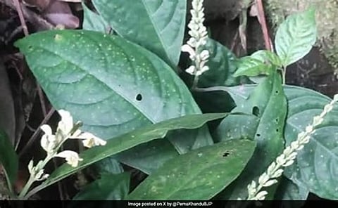 Scientists discover new plant species in Arunachal Pradesh