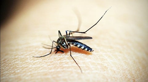 Assam sees surge in Japanese Encephalitis cases