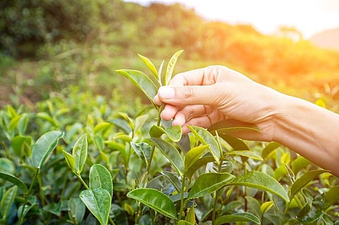 UASTPA Demands Random Checks on Illegally Transported Green Tea Leaves from Arunachal Pradesh to Tinsukia and Dibrugarh