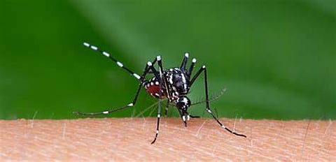 Japanese Encephalitis