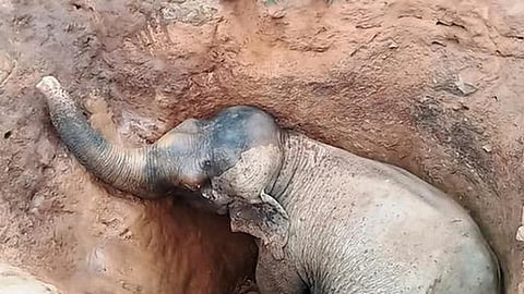 Forest Officials Rescue Elephant Trapped in Ditch at Mainaopur, Gossaigaon
