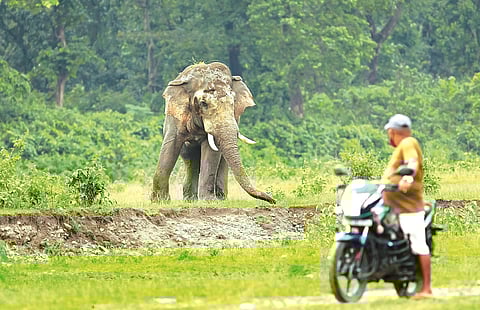 Aaranyak launches HaatiApp, solar fence in Northeast region