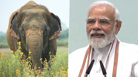 Elephants linked to India’s culture, history: Prime Minister Narendra Modi