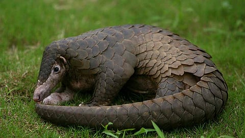 Injured Chinese pangolin successfully operated: CBRC manager Dr Panjit Basumatary