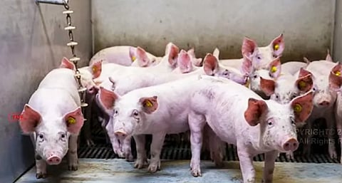 pig farming industry