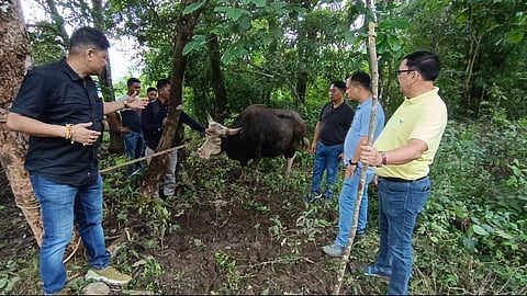 First Mithun Discovery in Dima Hasao Spurs Excitement, Opens New Opportunities for Local Farmers