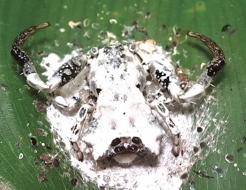 Assam Researchers Find Bird Dung Crab Spider (Phrynarachne decipiens)