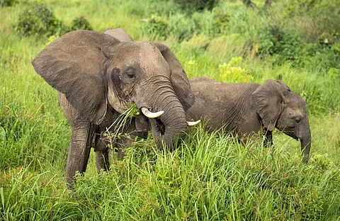 Assam: One trampled to death by elephant in Goalpara district