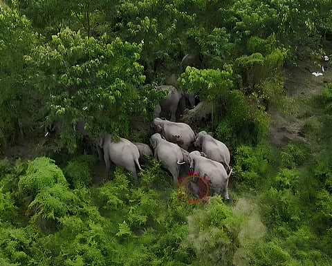 Assam: Elephant Calf Rescued in Biswanath Chariali