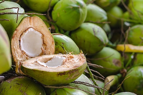 World Coconut Day: Assam to Boost Coconut Productivity