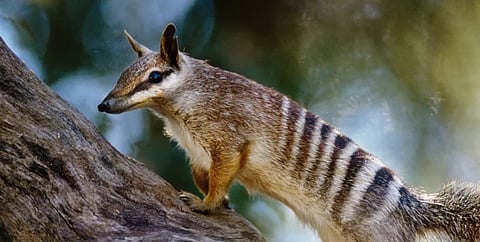 Australia failing to protect threatened species from extinction: Report