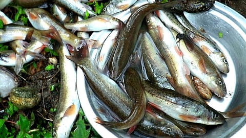 Assam Struggles To Fulfill Domestic Fish Demand Due To Understaffed Department