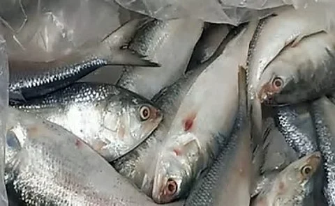 Hilsa fish