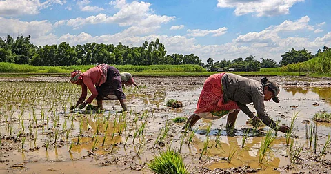 Assam: Farmers in Kalaigaon Struggle as Rising Temperatures Disrupt Paddy Field Operations
