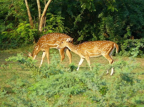 Cabinet Approves ₹2,602.98 Crore for Wildlife Habitat Development Scheme to Boost Conservation Efforts