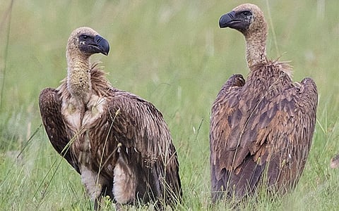 vultures