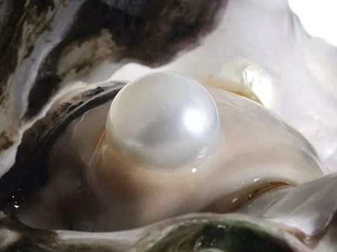 Pearl Culture