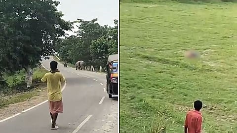 Assam: Biker Dies After Being Attacked By Rhino Near Pobitora Wildlife Sanctuary