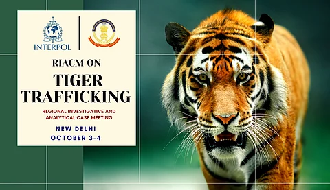 Delhi: CBI and INTERPOL to Host Investigative Meet on Combating Tiger Trafficking