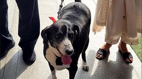 Stray dog Goa, adopted by Ratan Tata visits NCPA to pay last respect