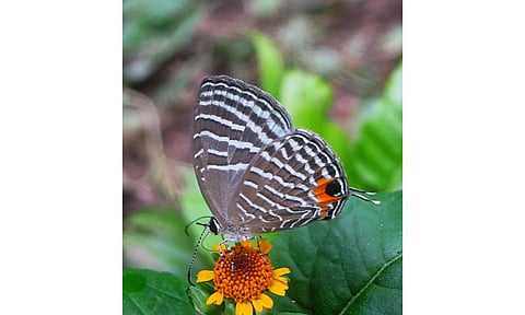 butterfly diversity hub