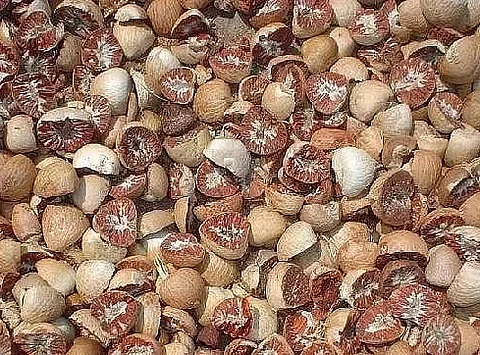 Burmese betel nut