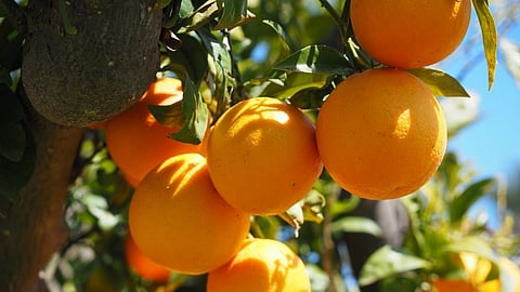 Sweet orange cultivation