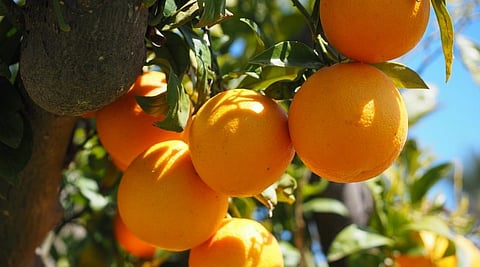 Sweet orange cultivation