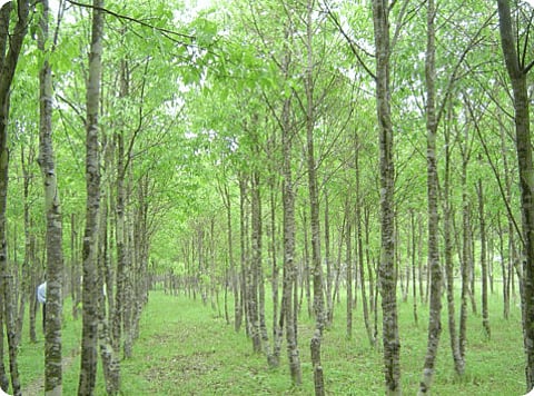 Tripura agarwood