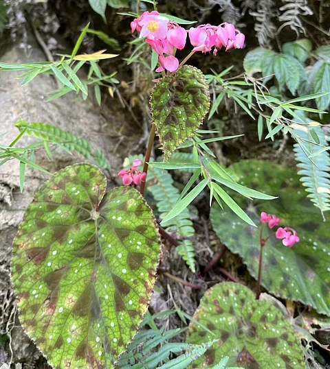 Rare flowering plant