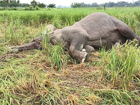 Wild elephant