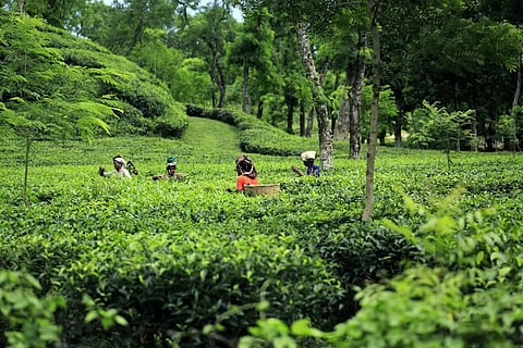 Small Tea Growers