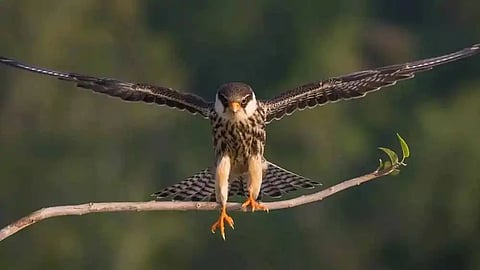 Amur falcons