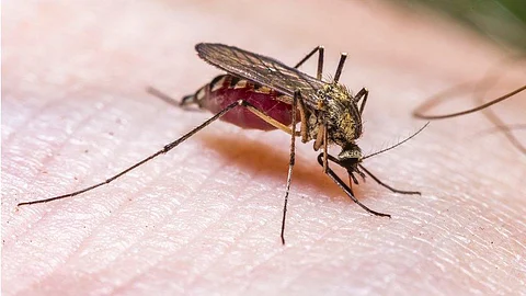 antimalarial treatment