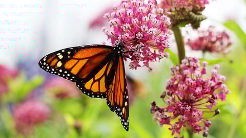 Butterfly, Birding, and Biodiversity Meet