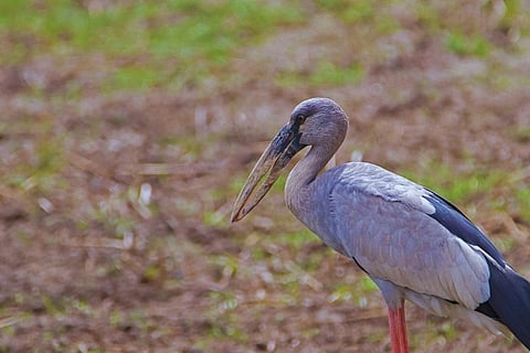 Asian Stork