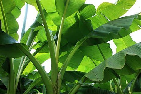banana trees
