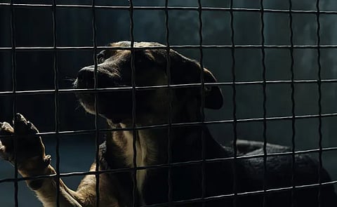 Assam Police Rescue 19 Dogs