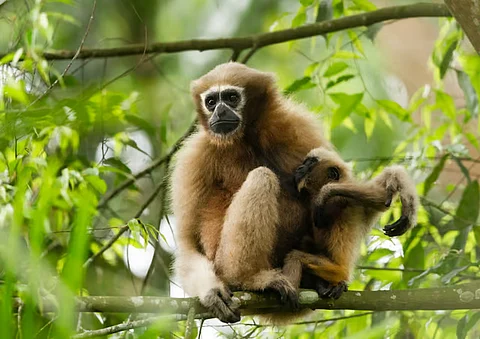 Gibbon Wildlife Sanctuary