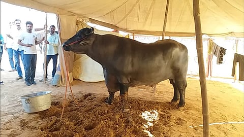 Anmol the Buffalo