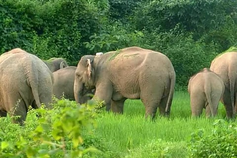 wild elephants