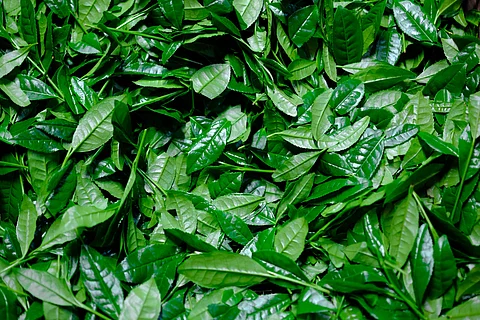 Green Tea