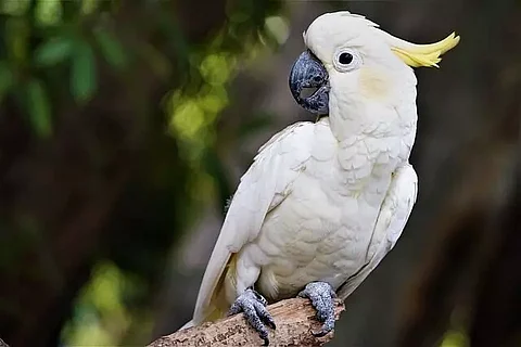 cockatoo