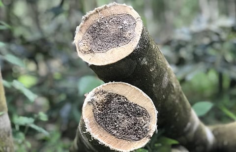 Agar oil export to Dubai